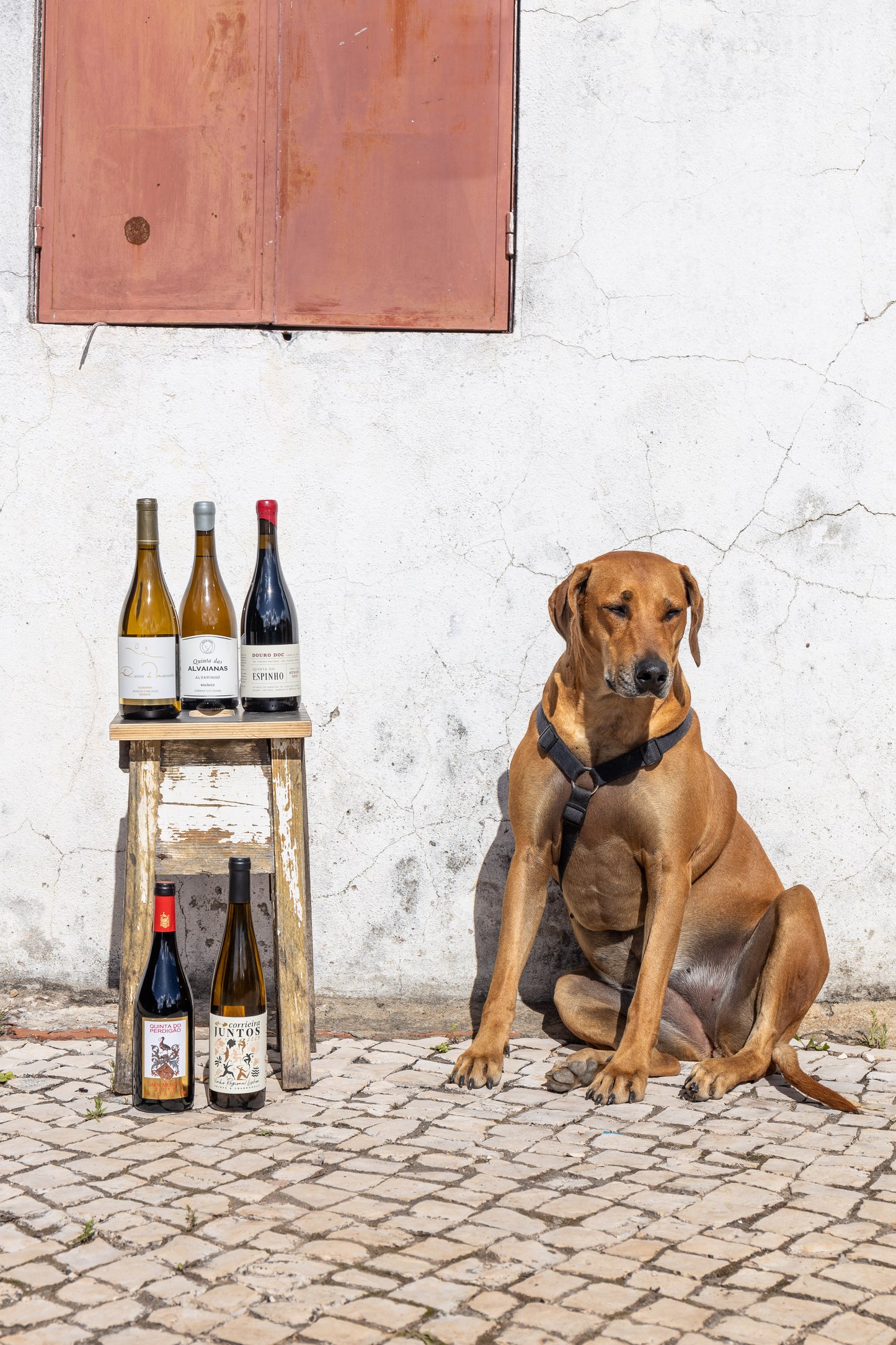 Corporate Wine Experiences or Private Events around Wine